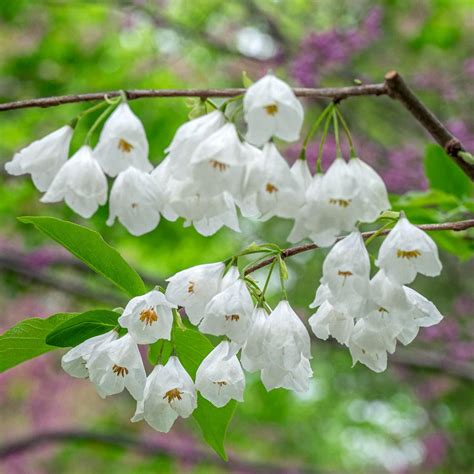 white flowering trees identification|white flowering tree blooming now.